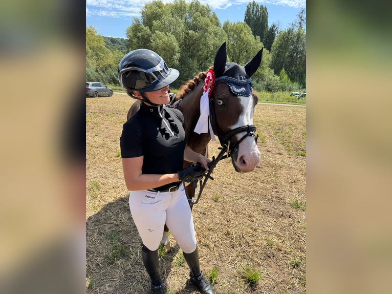 Deutsches Sportpferd Stute Fohlen (01/2026) in Darmstadt