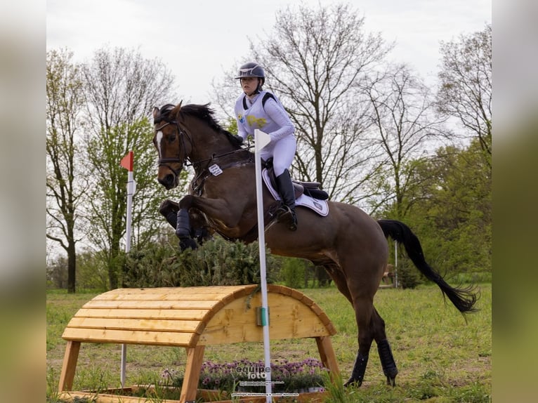 Deutsches Sportpferd Stute Fohlen (01/2026) in Darmstadt