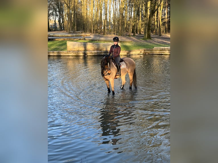 Deutsches Sportpferd Stute Fohlen (01/2026) in Darmstadt