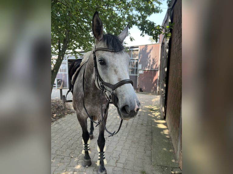Deutsches Sportpferd Unbekannt 10 Jahre  in Willich