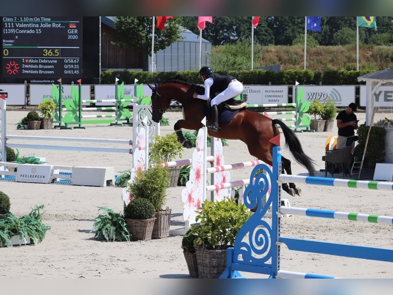 Deutsches Sportpferd Unbekannt 10 Jahre  in Willich