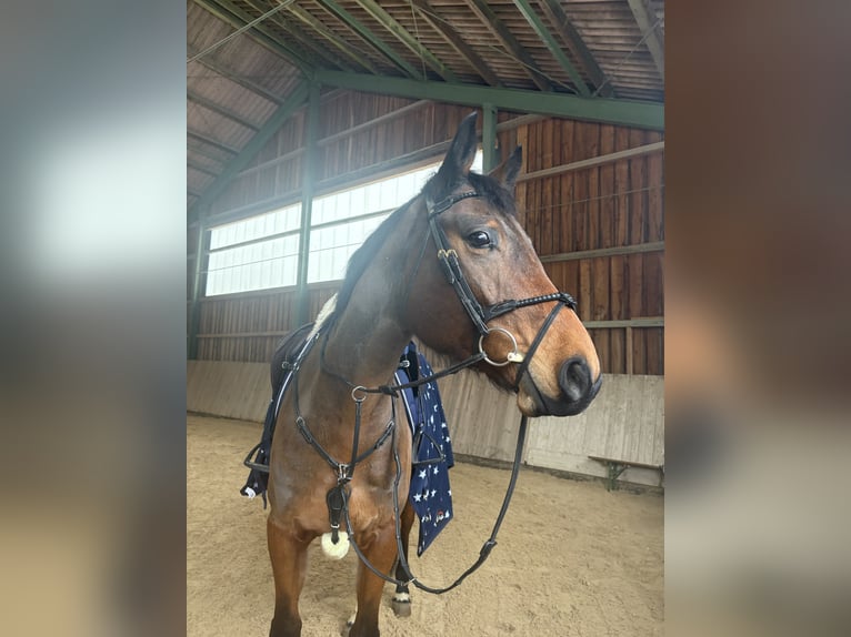 Deutsches Sportpferd Unbekannt 11 Jahre  in Ranshofen