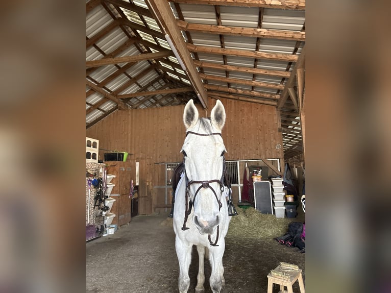Deutsches Sportpferd Unbekannt 11 Jahre  in Ranshofen