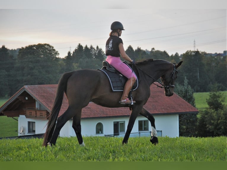 Deutsches Sportpferd Wallach 10 Jahre 160 cm Brauner in Hallwang bei Salzburg