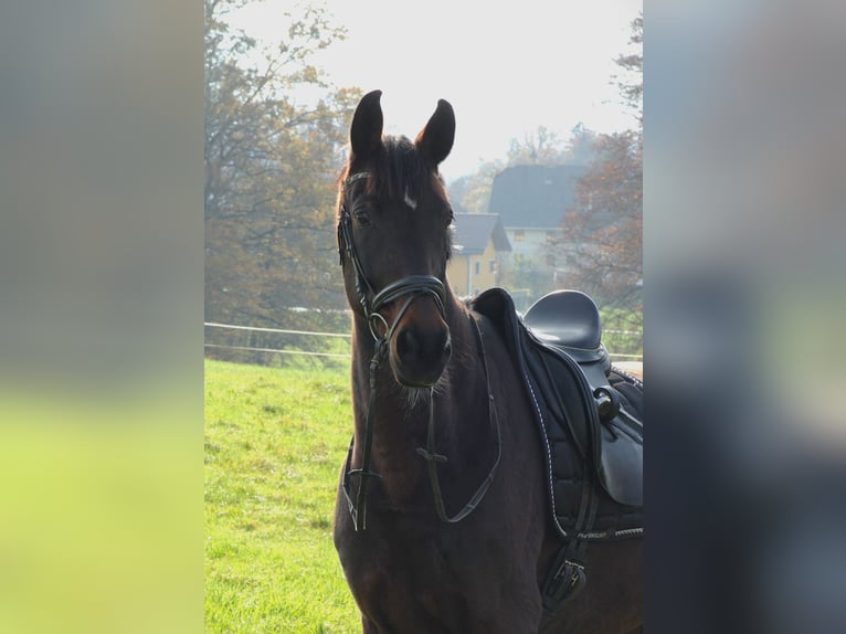 Deutsches Sportpferd Wallach 10 Jahre 160 cm Brauner in Hallwang bei Salzburg