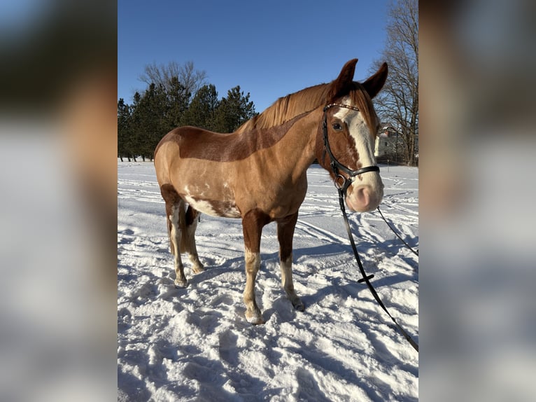 Deutsches Sportpferd Wallach 10 Jahre 160 cm Fuchs in Wilsdruff