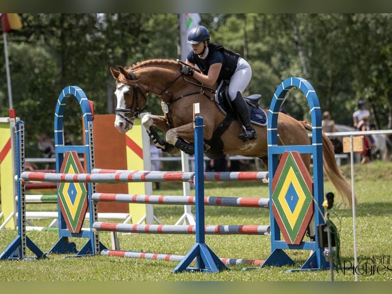 Deutsches Sportpferd Wallach 10 Jahre 160 cm Fuchs in Wilsdruff
