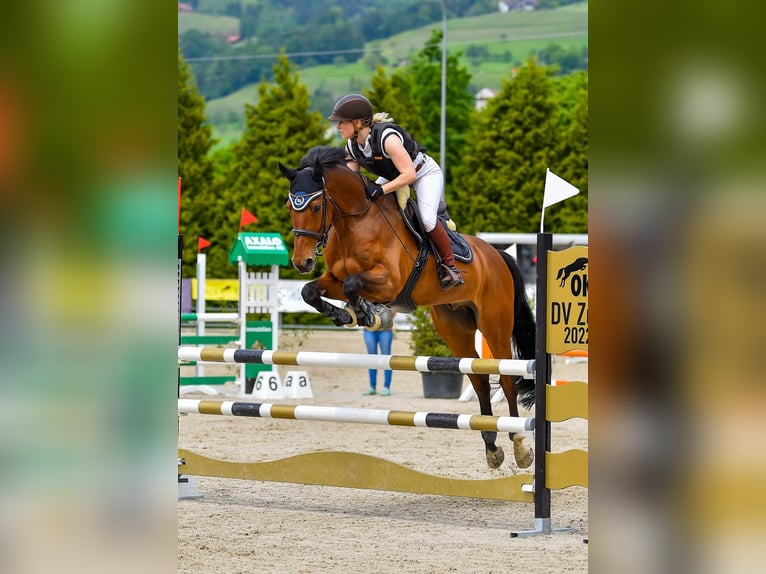 Deutsches Sportpferd Wallach 10 Jahre 163 cm Brauner in Offingen