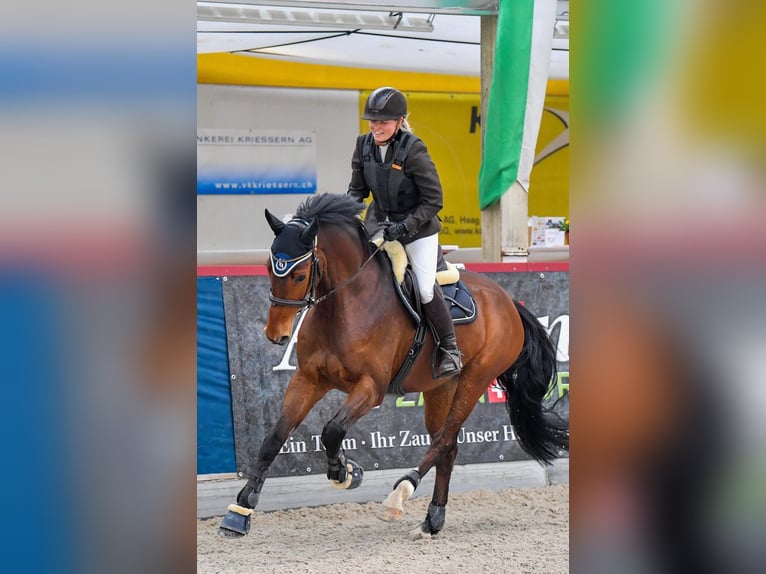 Deutsches Sportpferd Wallach 10 Jahre 163 cm Brauner in Offingen