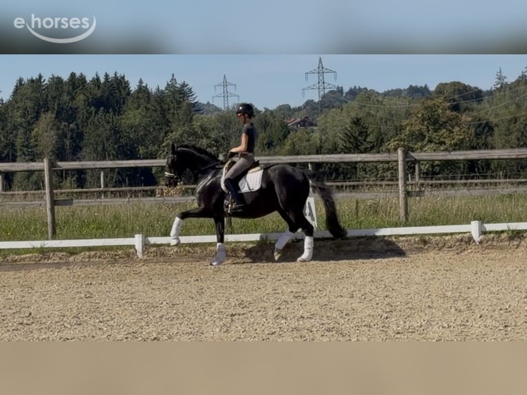 Deutsches Sportpferd Wallach 10 Jahre 163 cm Rappe in Teisendorf