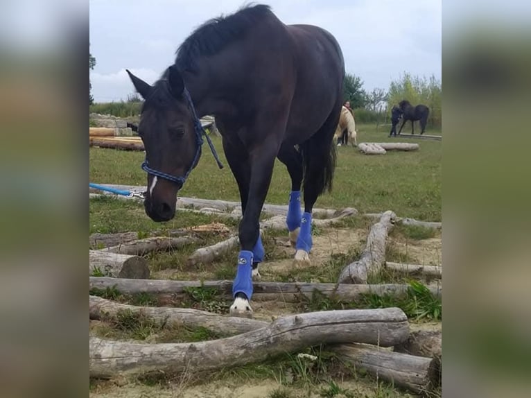 Deutsches Sportpferd Wallach 10 Jahre 163 cm Schwarzbrauner in Gerolfingen
