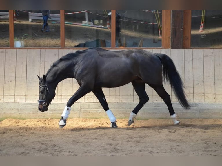 Deutsches Sportpferd Wallach 10 Jahre 163 cm Schwarzbrauner in Gerolfingen
