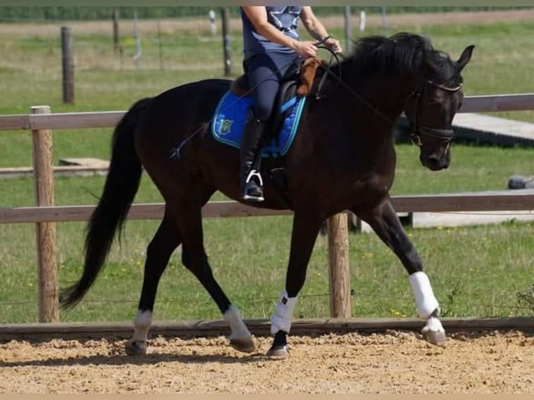 Deutsches Sportpferd Wallach 10 Jahre 163 cm Schwarzbrauner in Gerolfingen