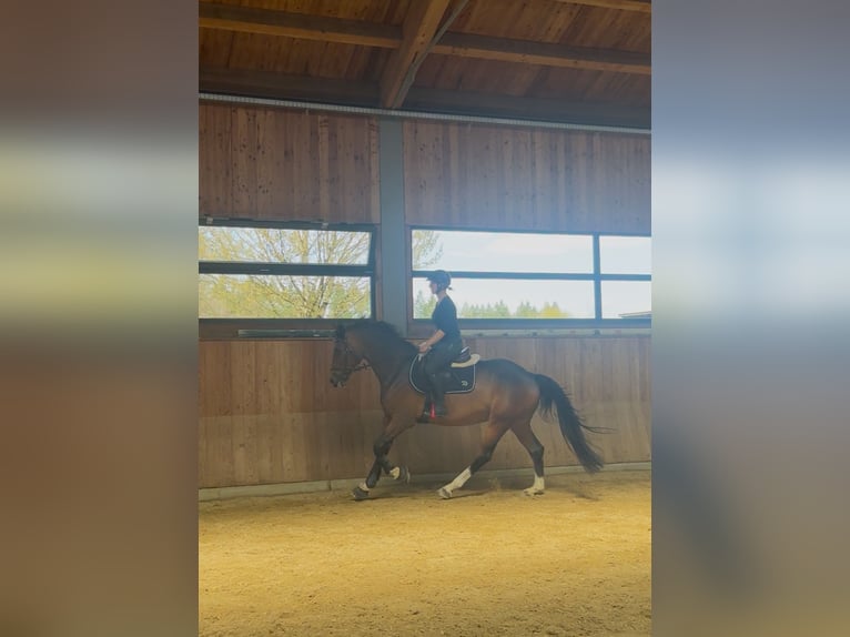 Deutsches Sportpferd Wallach 10 Jahre 164 cm Brauner in Kandern