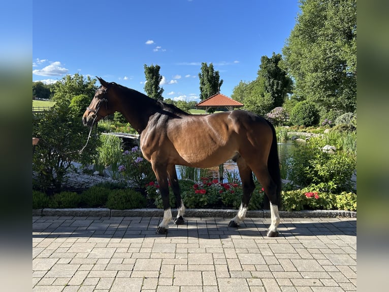 Deutsches Sportpferd Wallach 10 Jahre 164 cm Brauner in Kandern