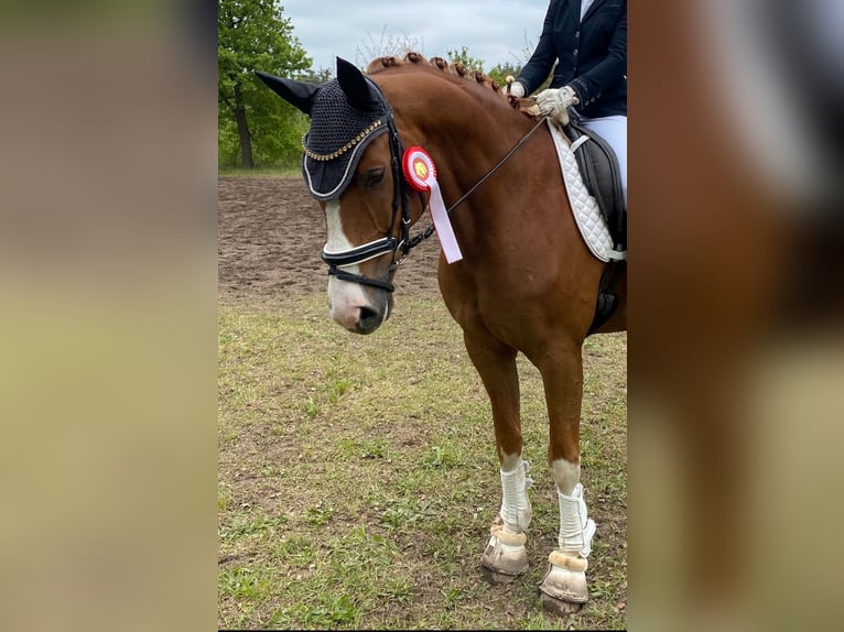 Deutsches Sportpferd Wallach 10 Jahre 164 cm Fuchs in Rochau