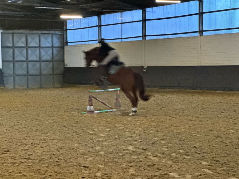Deutsches Sportpferd Wallach 10 Jahre 165 cm Fuchs in Korschenbroich
