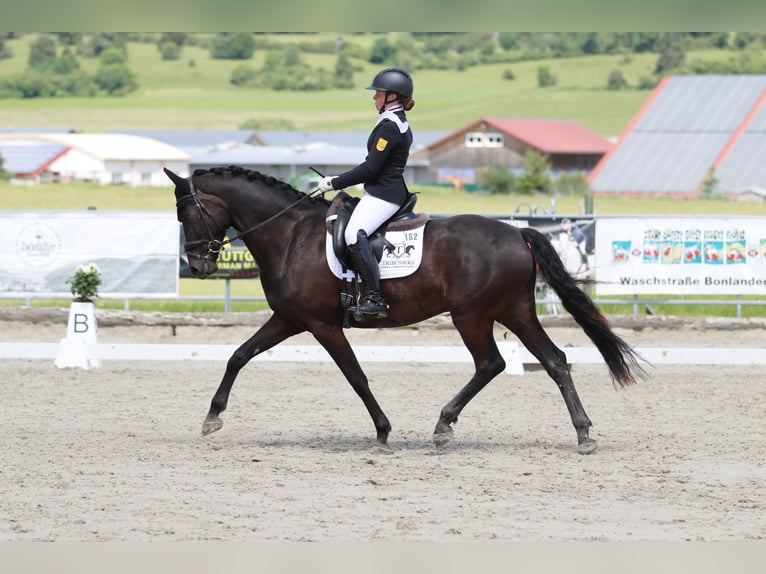 Deutsches Sportpferd Wallach 10 Jahre 165 cm Rappe in Drackenstein