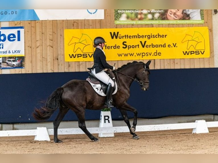 Deutsches Sportpferd Wallach 10 Jahre 165 cm Rappe in Drackenstein