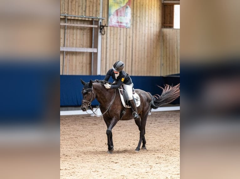 Deutsches Sportpferd Wallach 10 Jahre 165 cm Rappe in Drackenstein