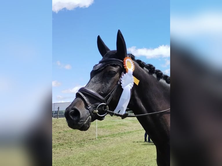 Deutsches Sportpferd Wallach 10 Jahre 165 cm Rappe in Drackenstein