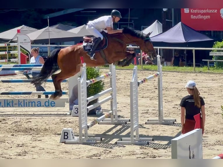 Deutsches Sportpferd Wallach 10 Jahre 167 cm Brauner in Villingen-Schwenningen