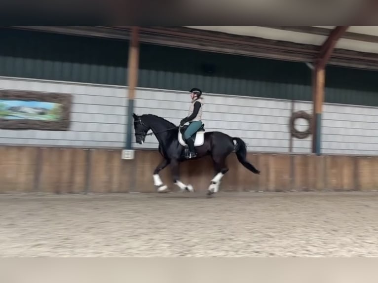 Deutsches Sportpferd Wallach 10 Jahre 167 cm Rappe in Oud Gastel