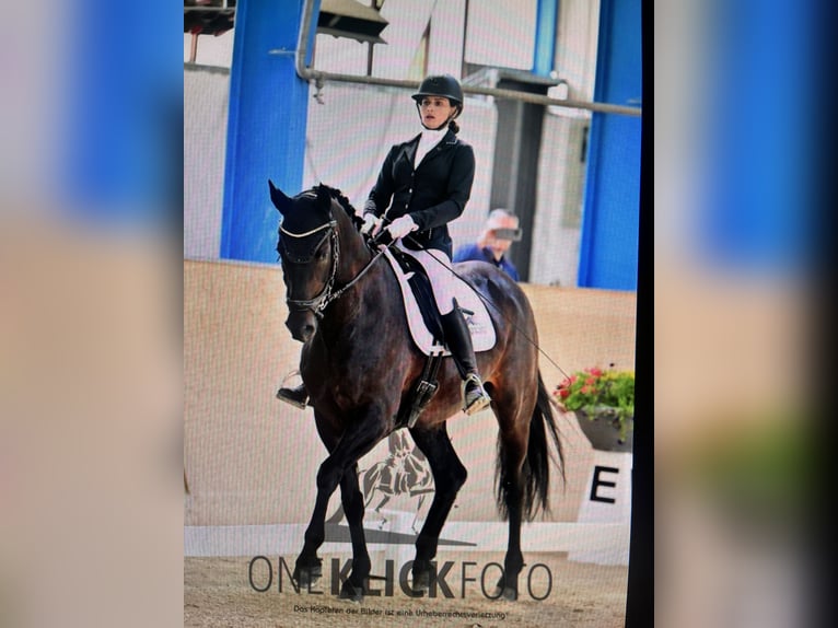 Deutsches Sportpferd Wallach 10 Jahre 167 cm Schwarzbrauner in Kiefersfelden
