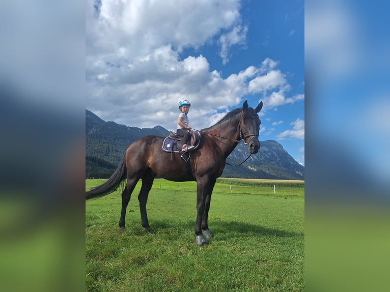 Deutsches Sportpferd Wallach 10 Jahre 167 cm Schwarzbrauner in Kiefersfelden