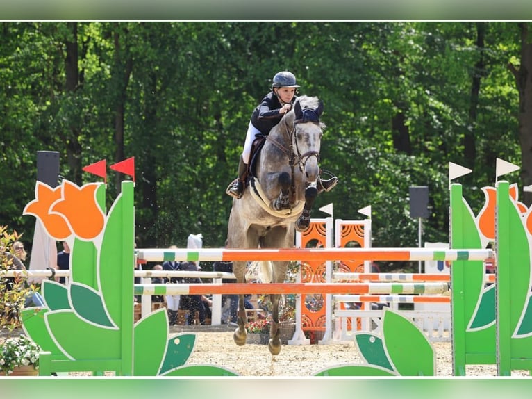 Deutsches Sportpferd Wallach 10 Jahre 168 cm Apfelschimmel in Emsdetten