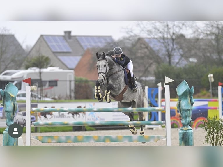 Deutsches Sportpferd Wallach 10 Jahre 168 cm Apfelschimmel in Emsdetten