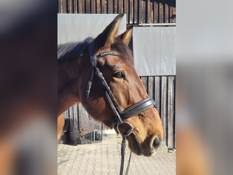 Deutsches Sportpferd Wallach 10 Jahre 168 cm Brauner in Stegaurach