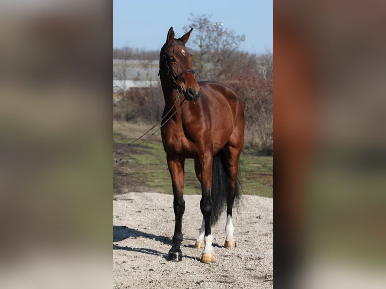 Deutsches Sportpferd Wallach 10 Jahre 168 cm Brauner in Gyula