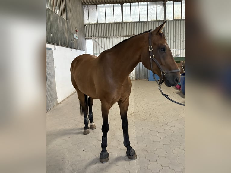 Deutsches Sportpferd Wallach 10 Jahre 168 cm Brauner in Liederbach am Taunus