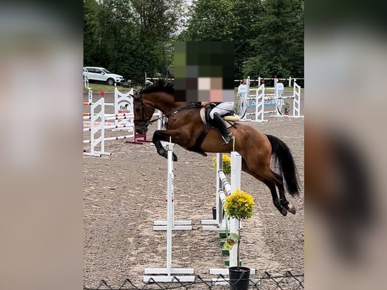 Deutsches Sportpferd Wallach 10 Jahre 168 cm Brauner in Liederbach am Taunus