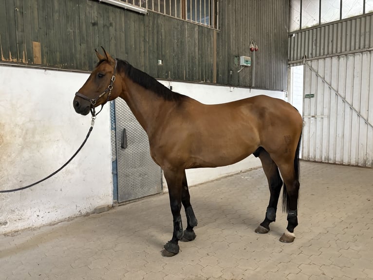 Deutsches Sportpferd Wallach 10 Jahre 168 cm Brauner in Liederbach am Taunus