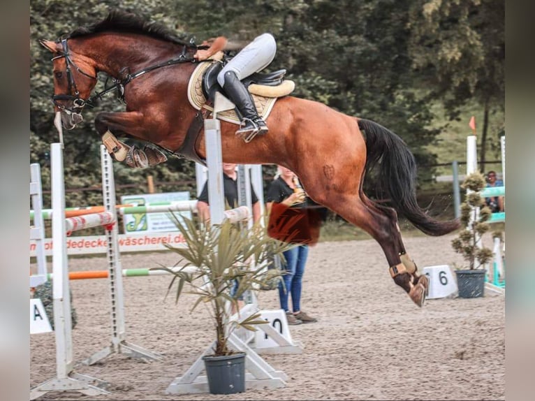 Deutsches Sportpferd Wallach 10 Jahre 168 cm Brauner in Liederbach am Taunus