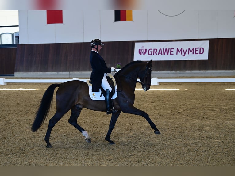 Deutsches Sportpferd Wallach 10 Jahre 168 cm Dunkelbrauner in Goch