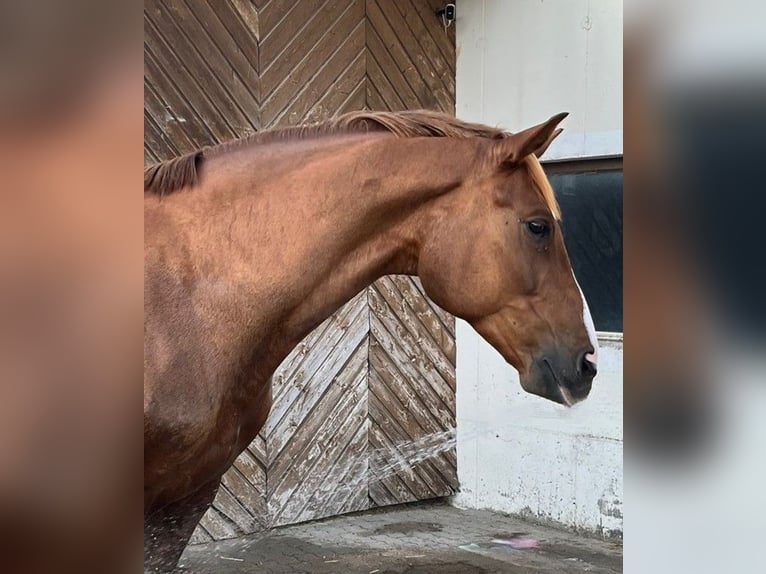 Deutsches Sportpferd Wallach 10 Jahre 168 cm Fuchs in Ungenach
