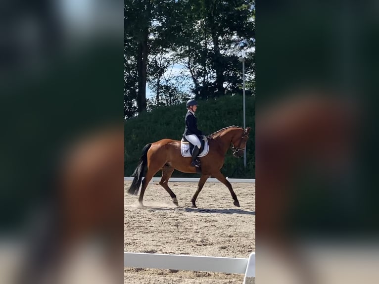 Deutsches Sportpferd Wallach 10 Jahre 168 cm Hellbrauner in Wittmund