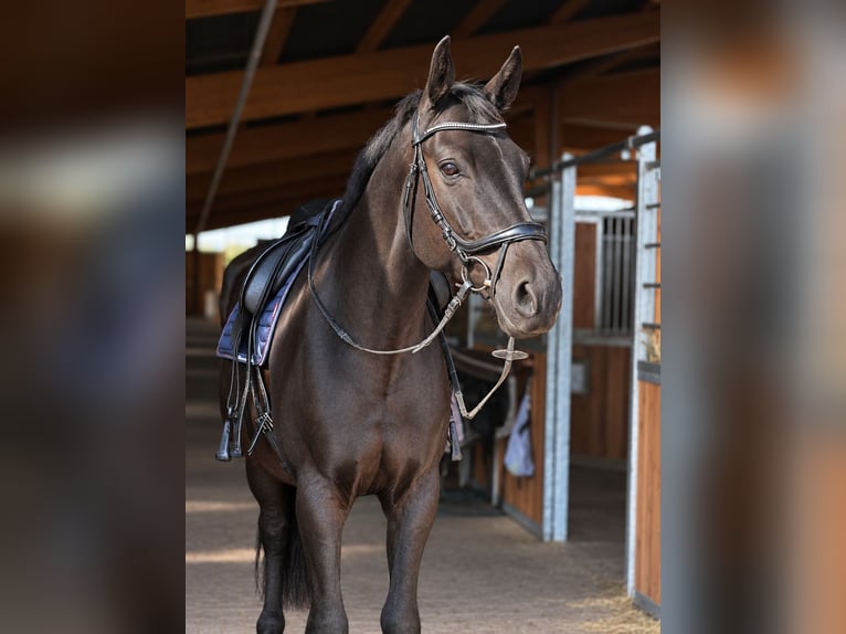 Deutsches Sportpferd Wallach 10 Jahre 168 cm Rappe in Kabelsketal