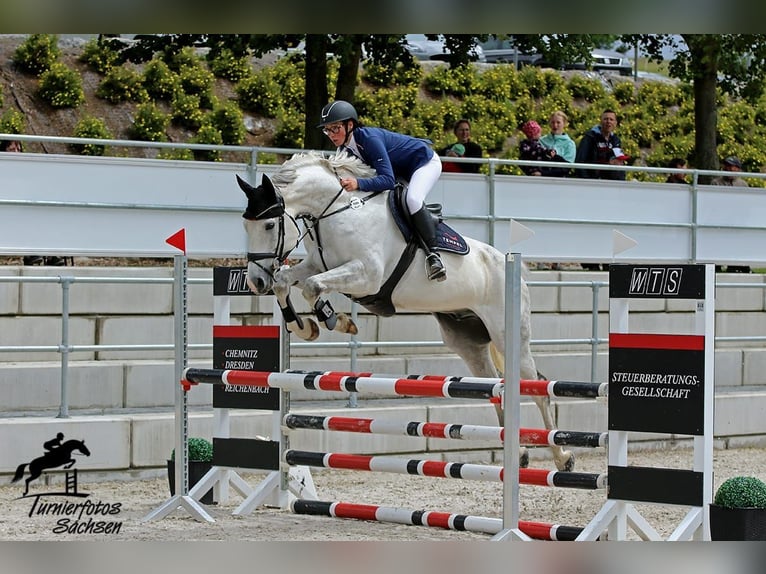 Deutsches Sportpferd Wallach 10 Jahre 168 cm Schimmel in Zwönitz