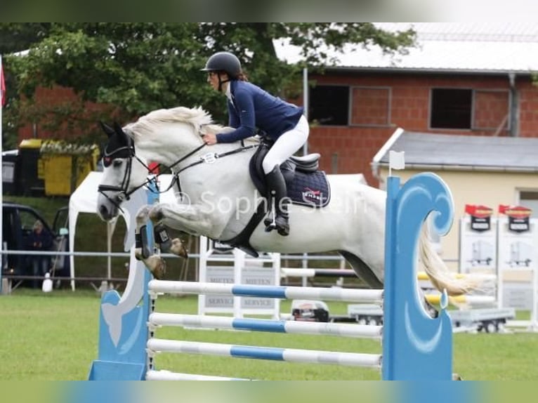 Deutsches Sportpferd Wallach 10 Jahre 168 cm Schimmel in Zwönitz