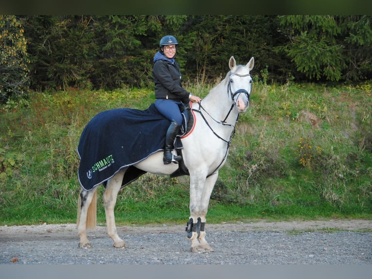 Deutsches Sportpferd Wallach 10 Jahre 168 cm Schimmel in Zwönitz