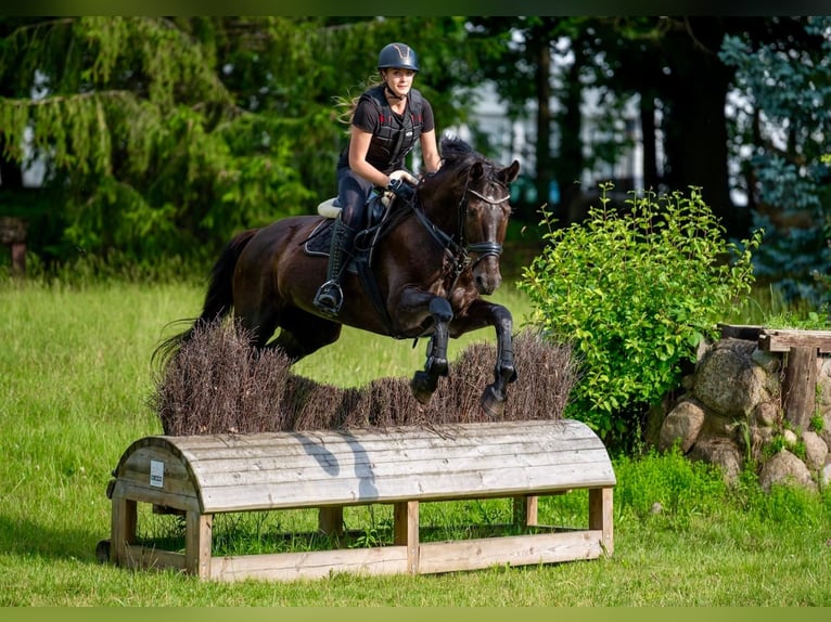 Deutsches Sportpferd Wallach 10 Jahre 168 cm Schwarzbrauner in Falkensee