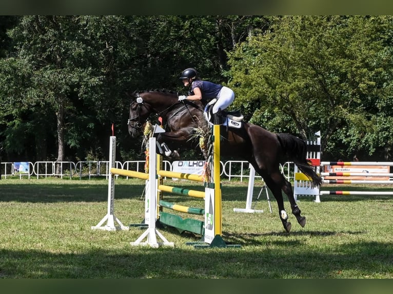 Deutsches Sportpferd Wallach 10 Jahre 168 cm Schwarzbrauner in Falkensee
