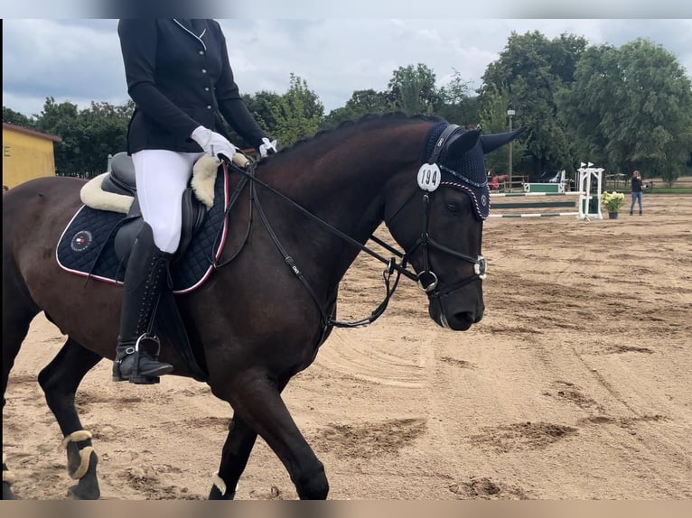 Deutsches Sportpferd Wallach 10 Jahre 168 cm Schwarzbrauner in Falkensee