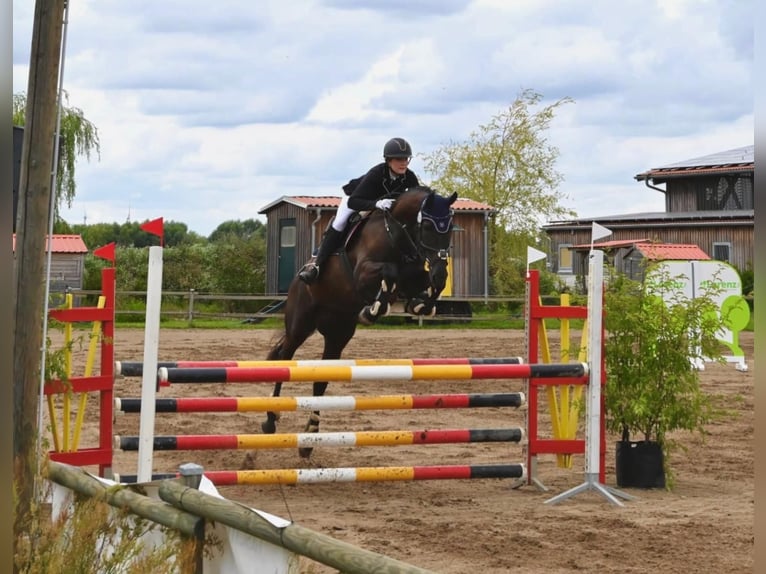 Deutsches Sportpferd Wallach 10 Jahre 168 cm Schwarzbrauner in Falkensee