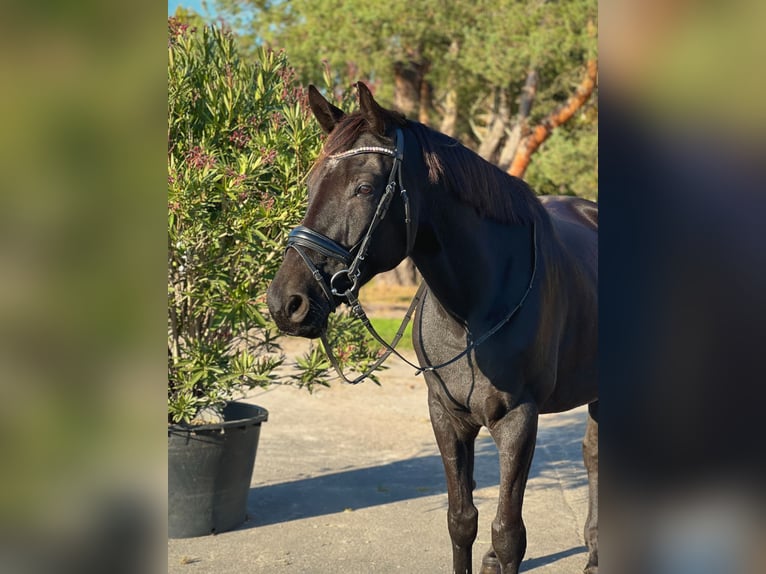 Deutsches Sportpferd Wallach 10 Jahre 168 cm Schwarzbrauner in Falkensee