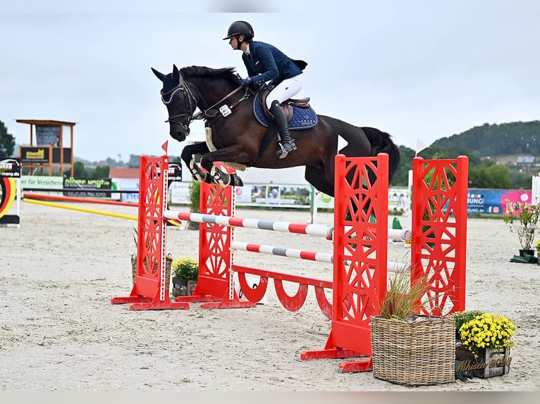 Deutsches Sportpferd Wallach 10 Jahre 169 cm Rappe in Hoppegarten